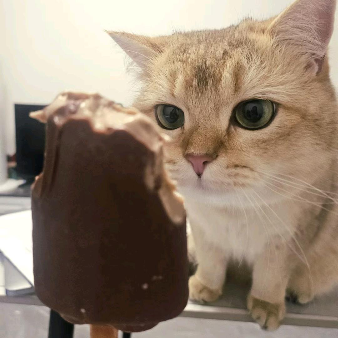没有猫啊
