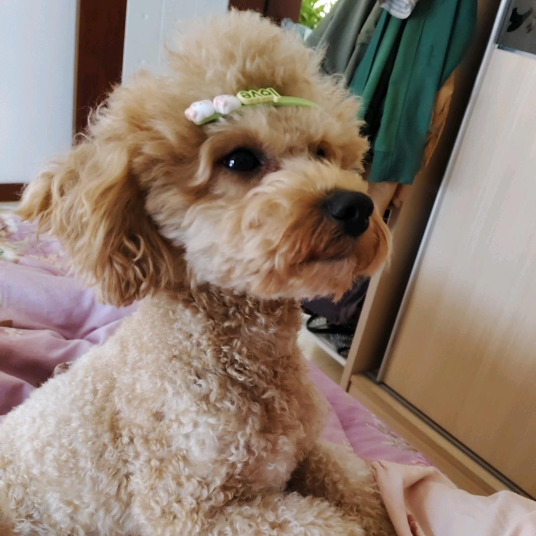 我是小六六