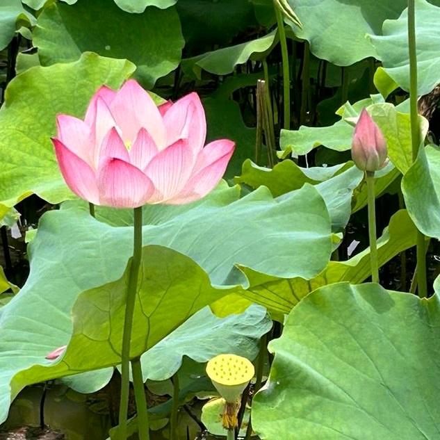 夏薇