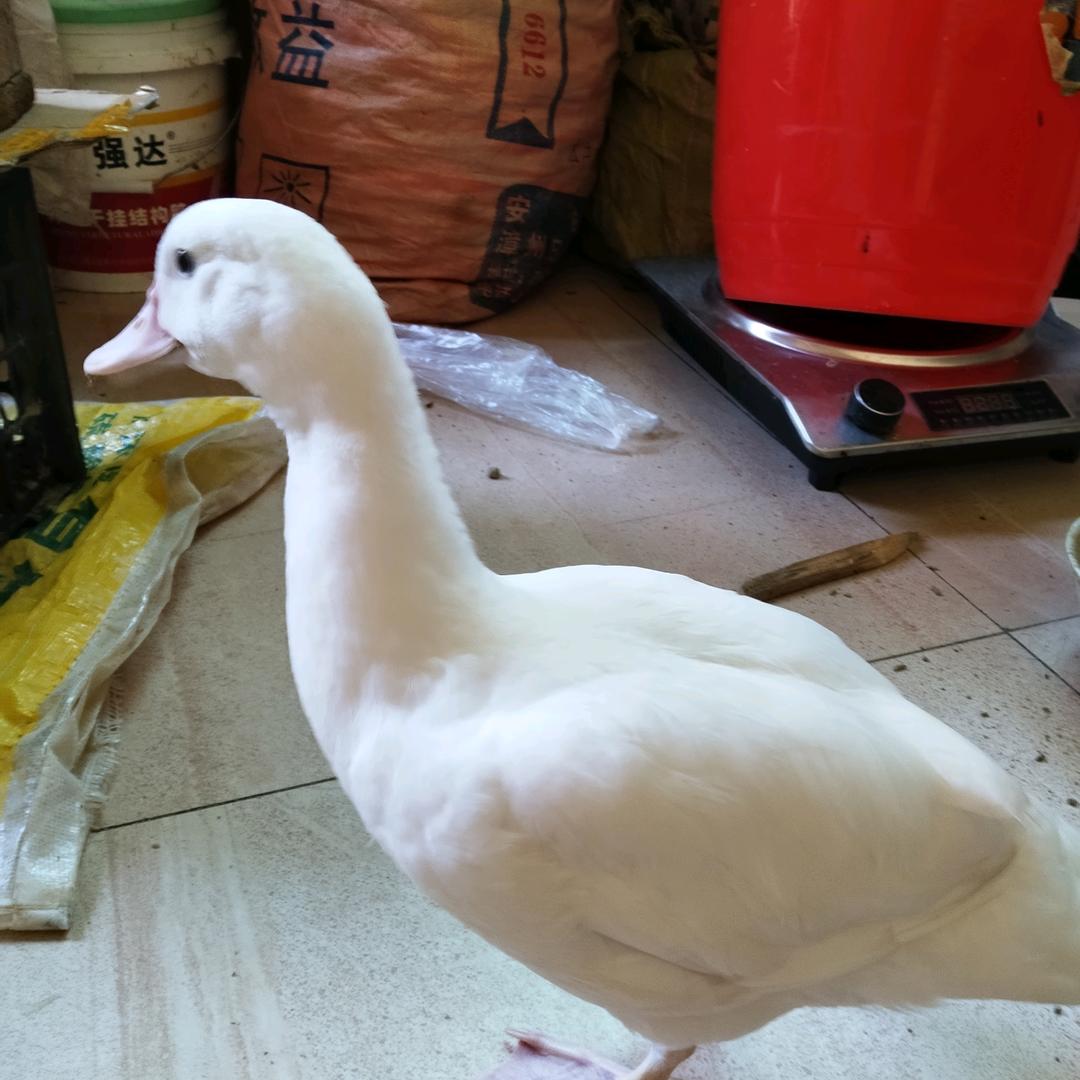 想你鸭！