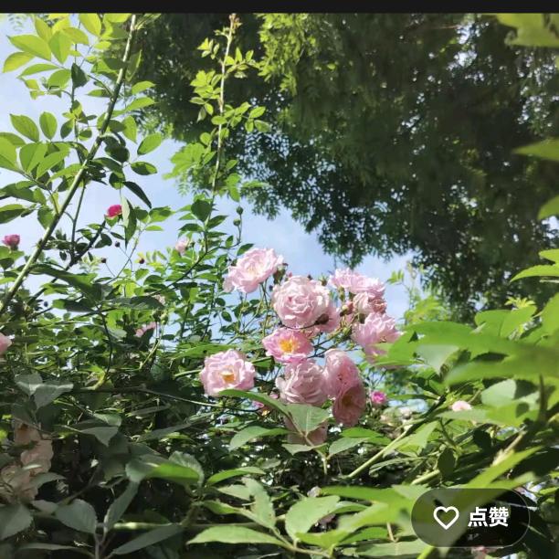好运来