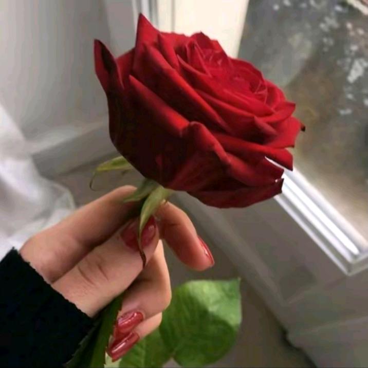 🌹红花🌹