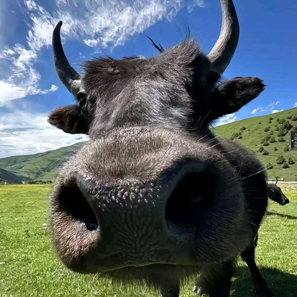 若轻尘不是尘（西格玛·牛）