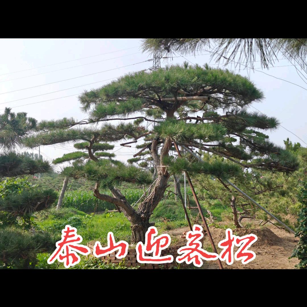 泰山迎客松—刘红成