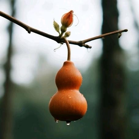 ꪶꪮ᪲ꪤꫀ  玉