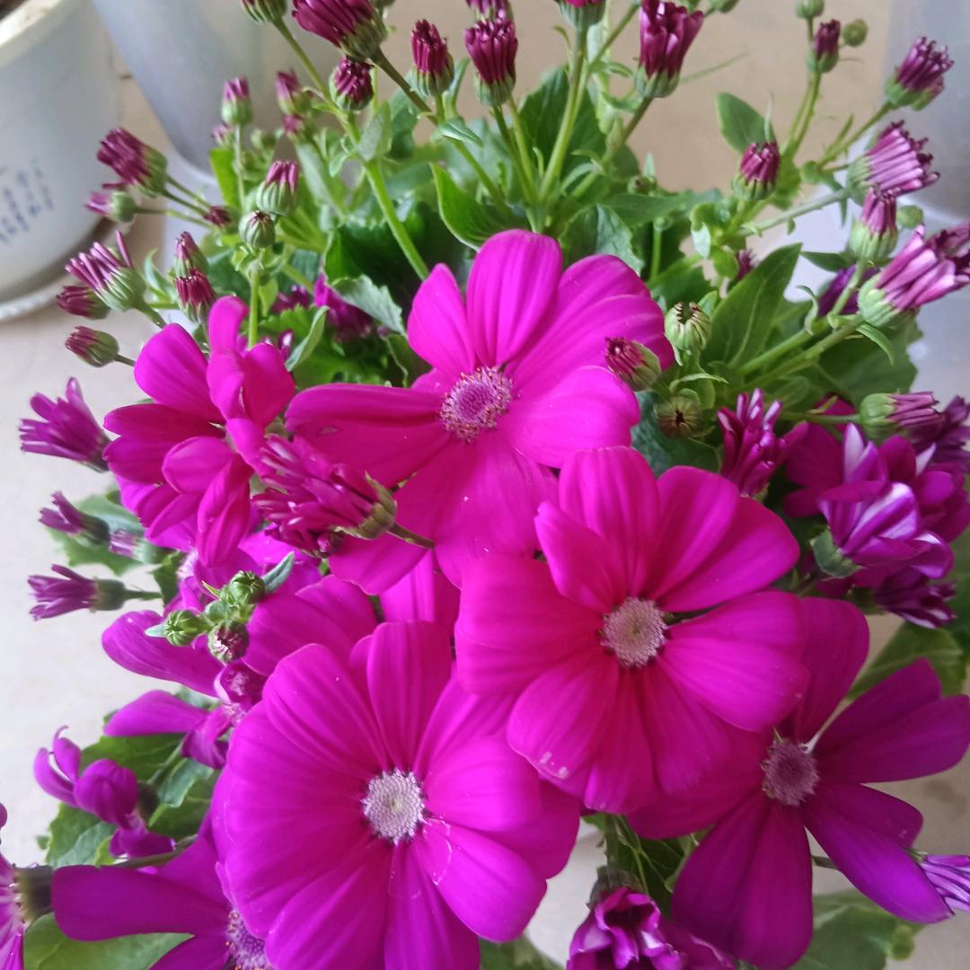 🌺情若🌾依昔🍁