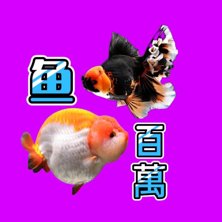 🐟鱼百万🐟