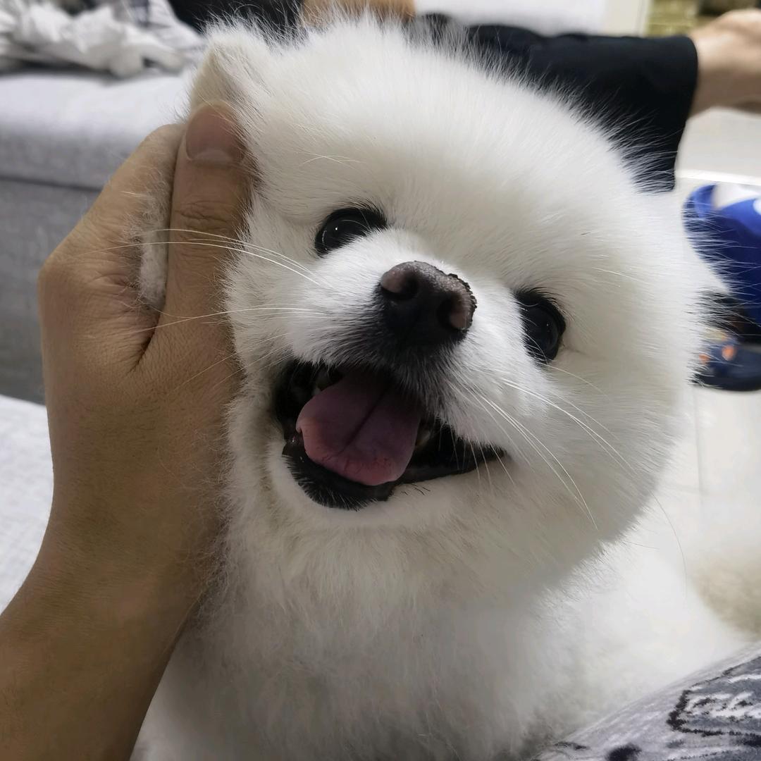 胖子里的瘦子
