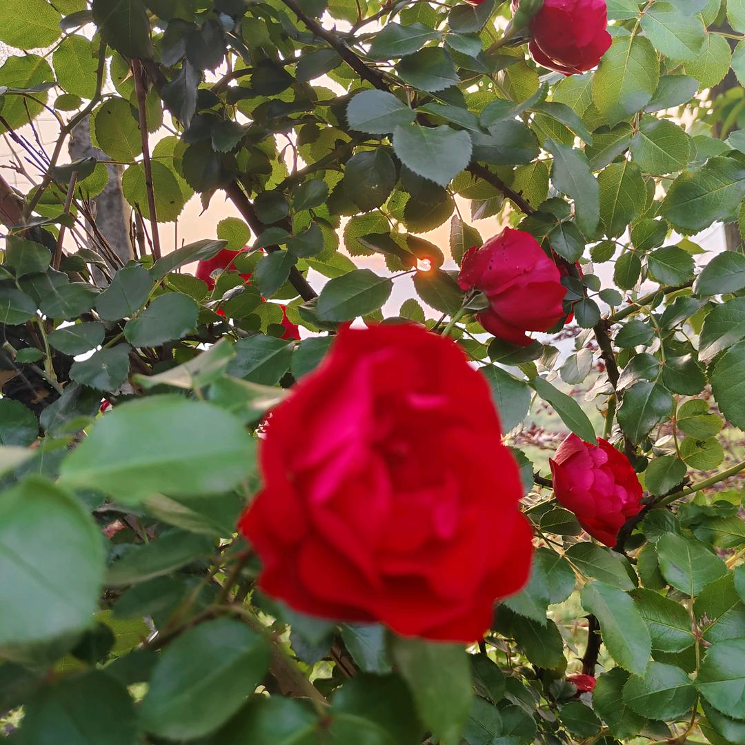 我是一个打工妹