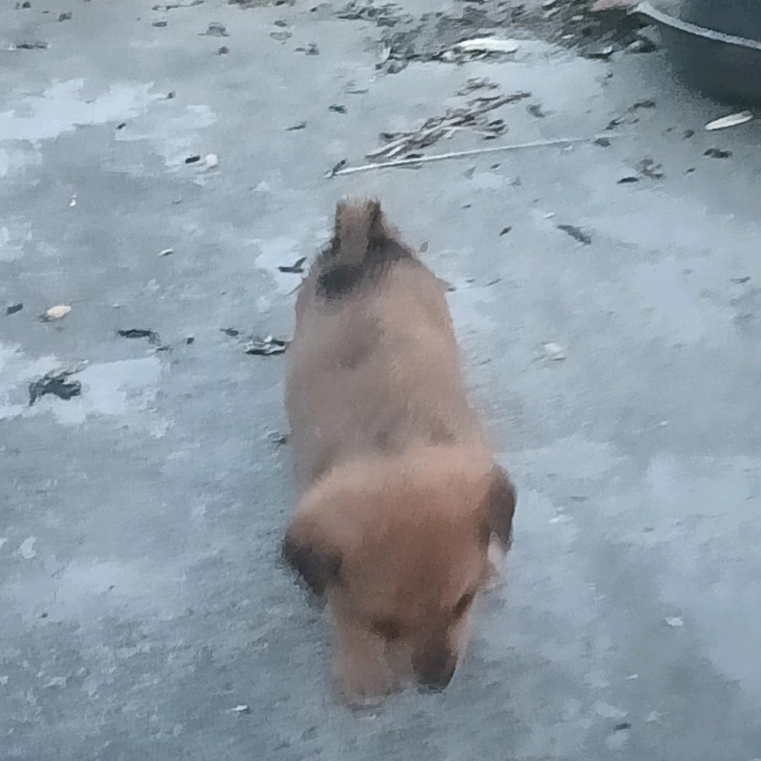 小强强