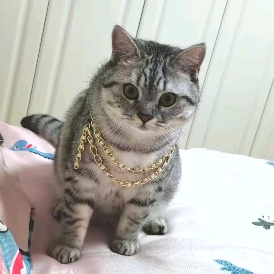 依依家的咪咪大王