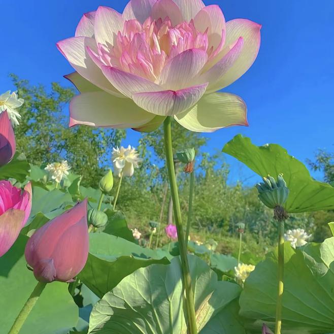 未来🦚🌹在💖🌲前方✨✨💫