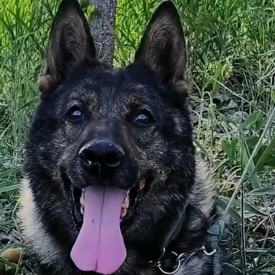 小鲍昆明犬