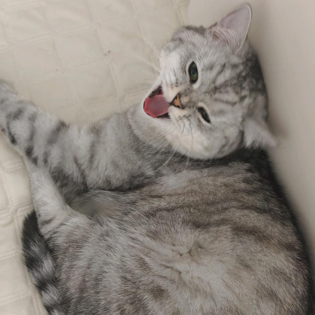 馒头啊a