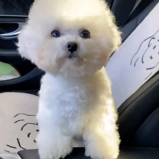 @qingqing