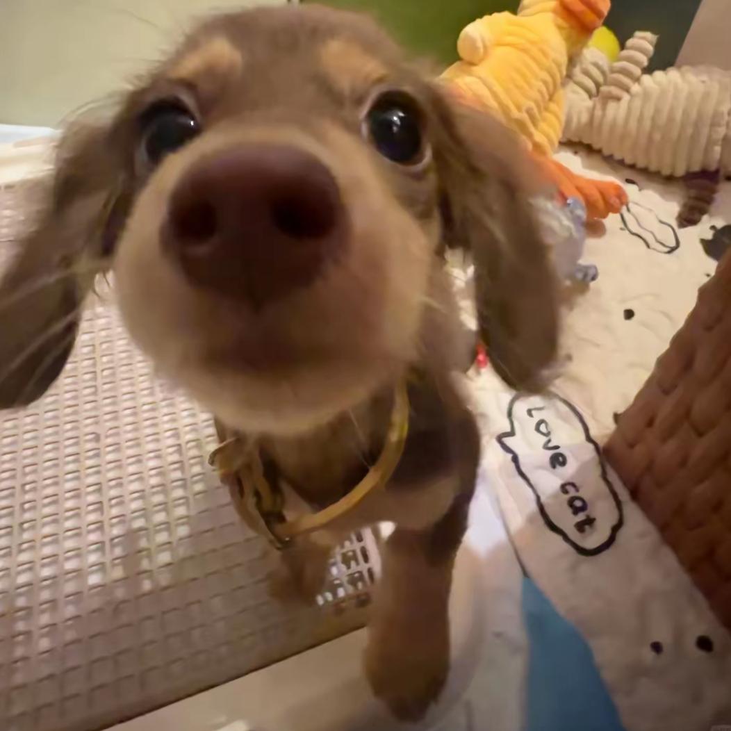 •᷄ࡇ•᷅阿易