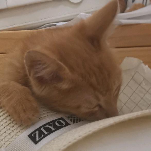 和平三角洲玩家