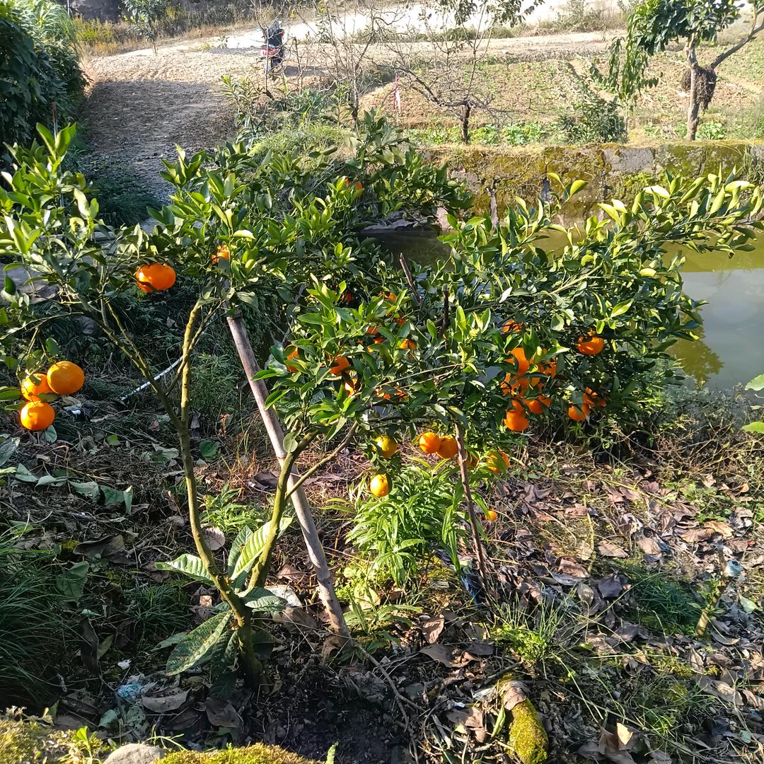 兴隆镇机场