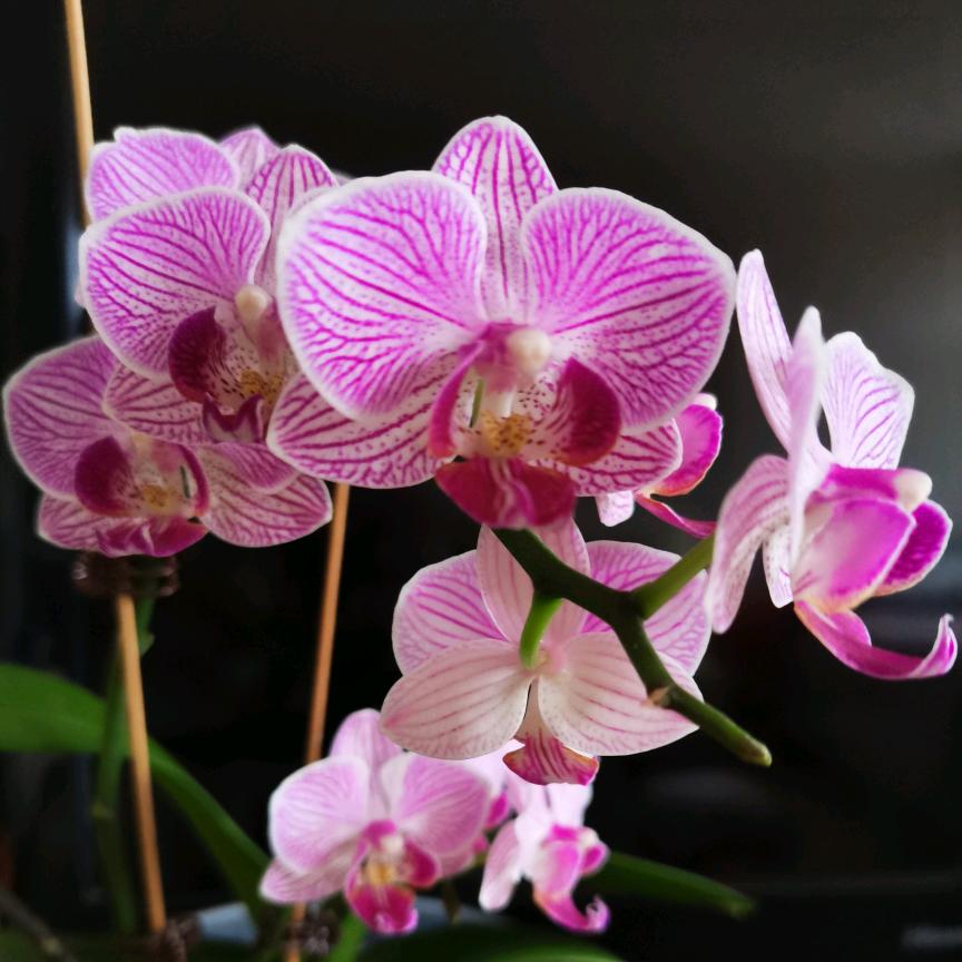 王姐的花草生活