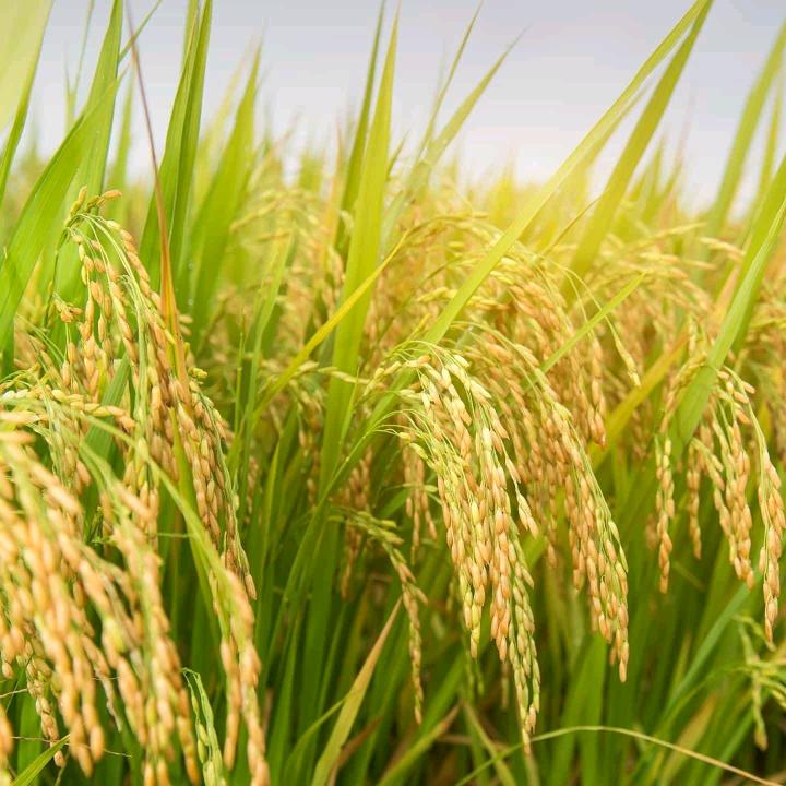 逝水年华