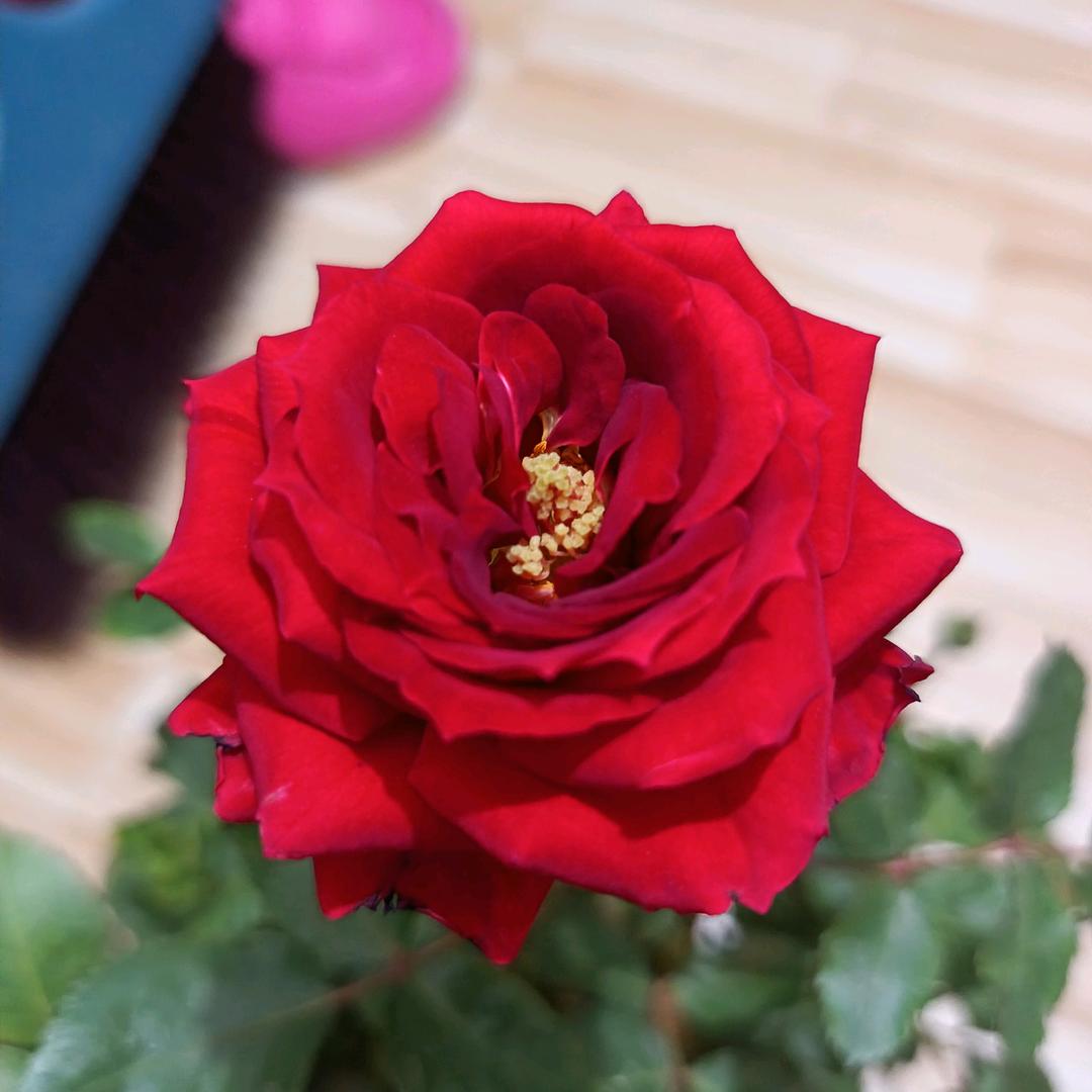 兰花草