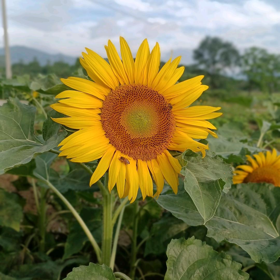 一路向阳