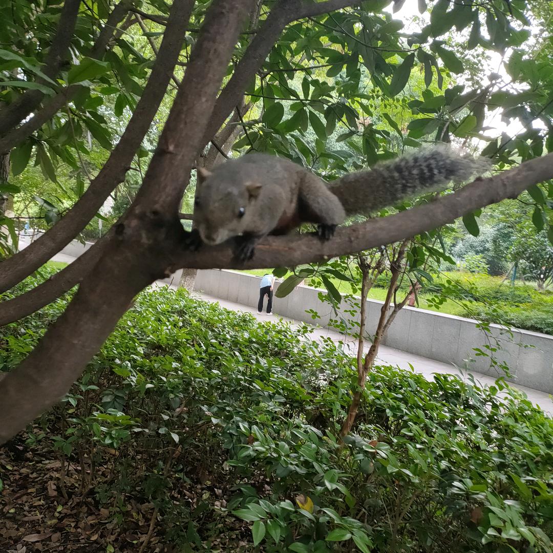 小迪