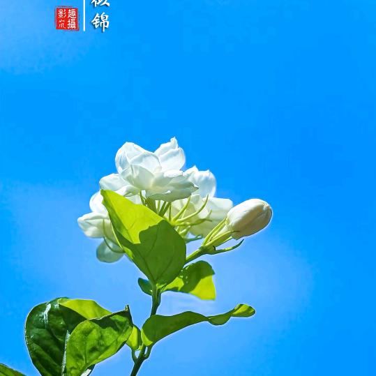 正泰隆茶业