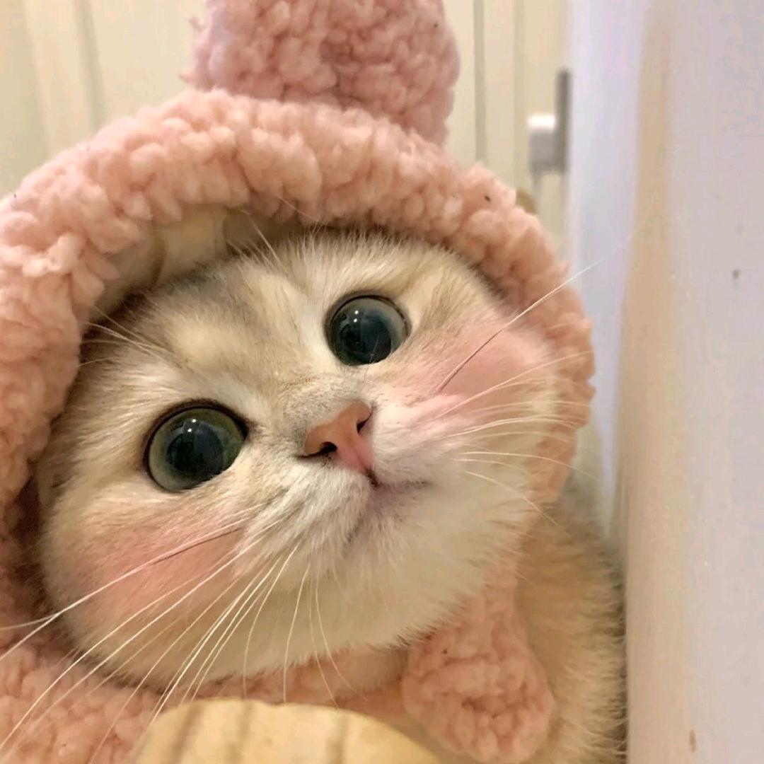 橙橙宠物
