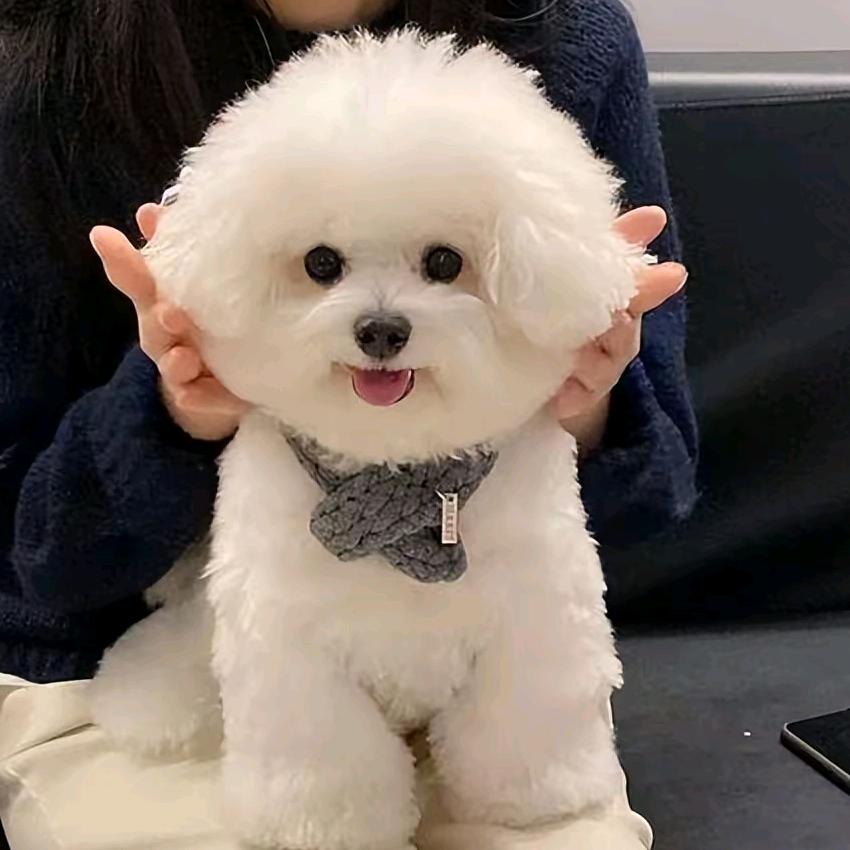 瞌睡熊团子