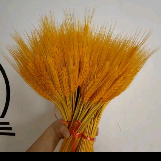 古月，拒绝私聊