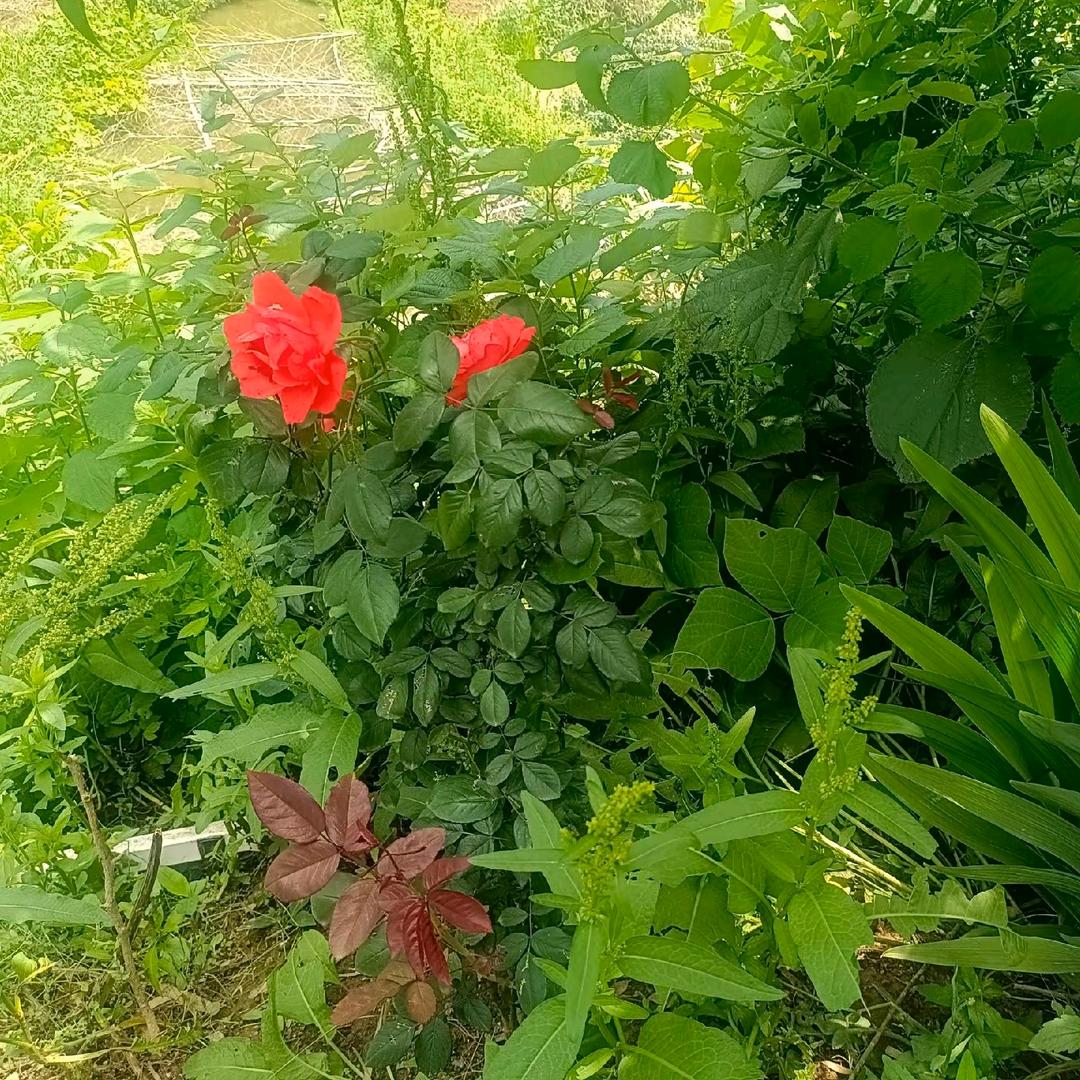 霍山小姐姐