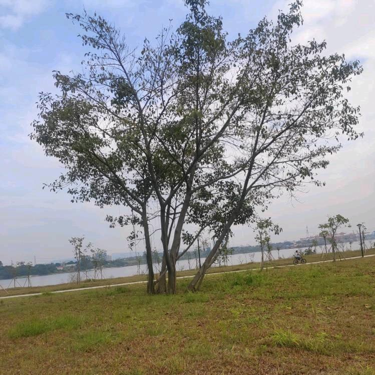 广东。东莞，陈老二