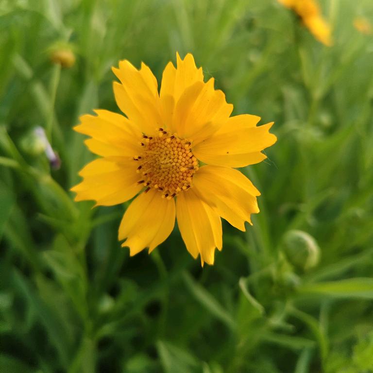 柠檬