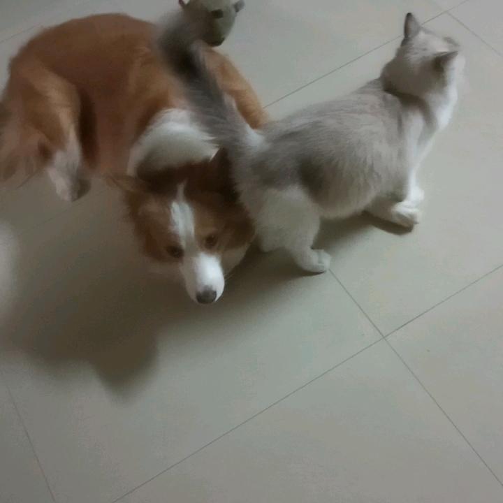 布偶斑斑和边牧脉脉❤️