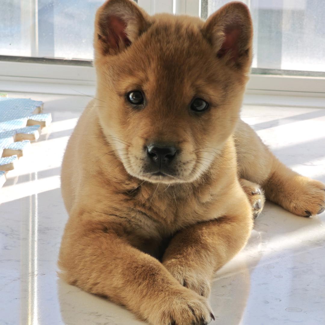 东风是只田园犬
