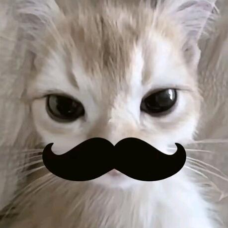 暴躁的Kitty
