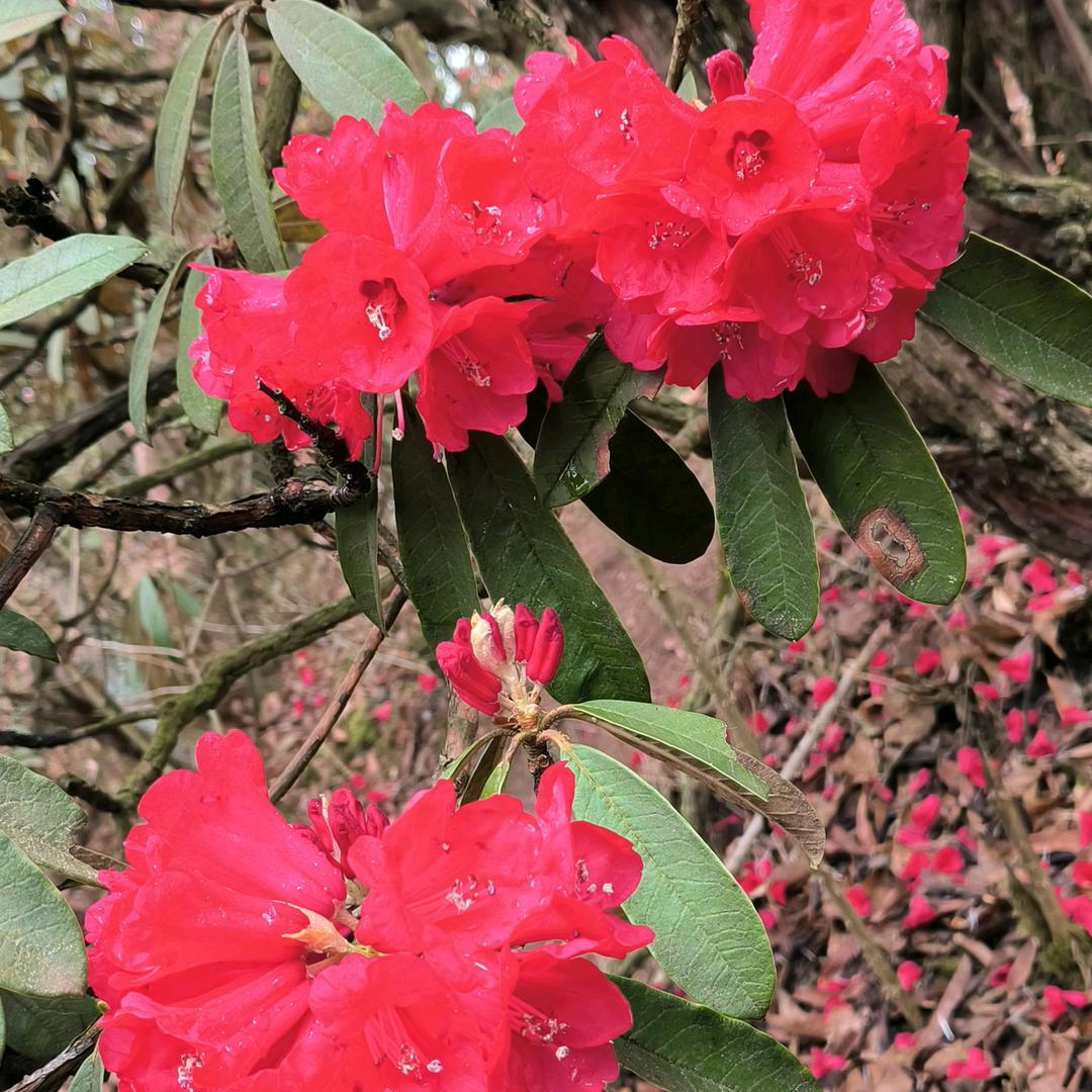 心想🌺🌺事成