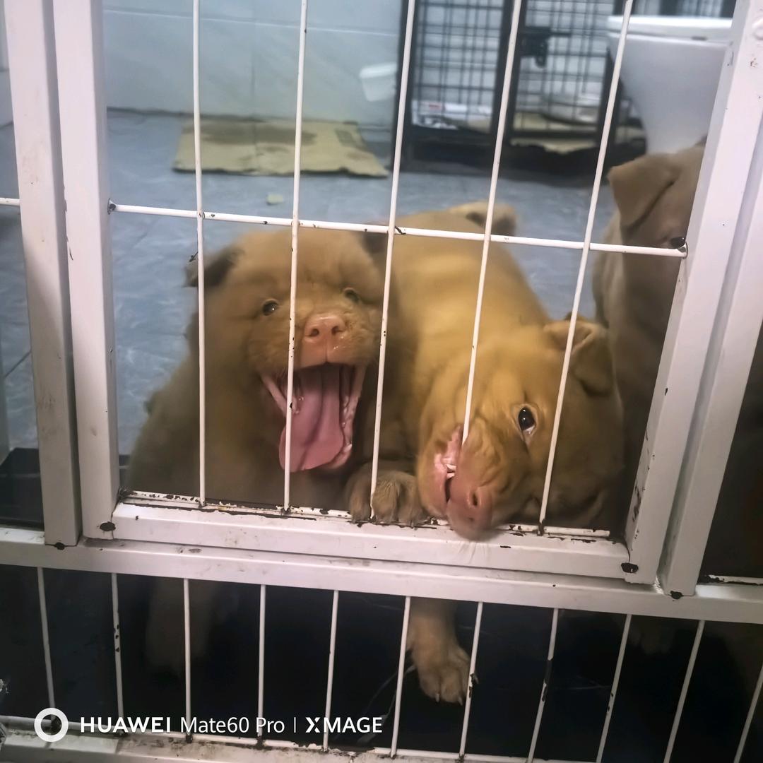 小小五红 Pro Max