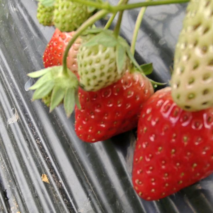 欣欣生态草莓园