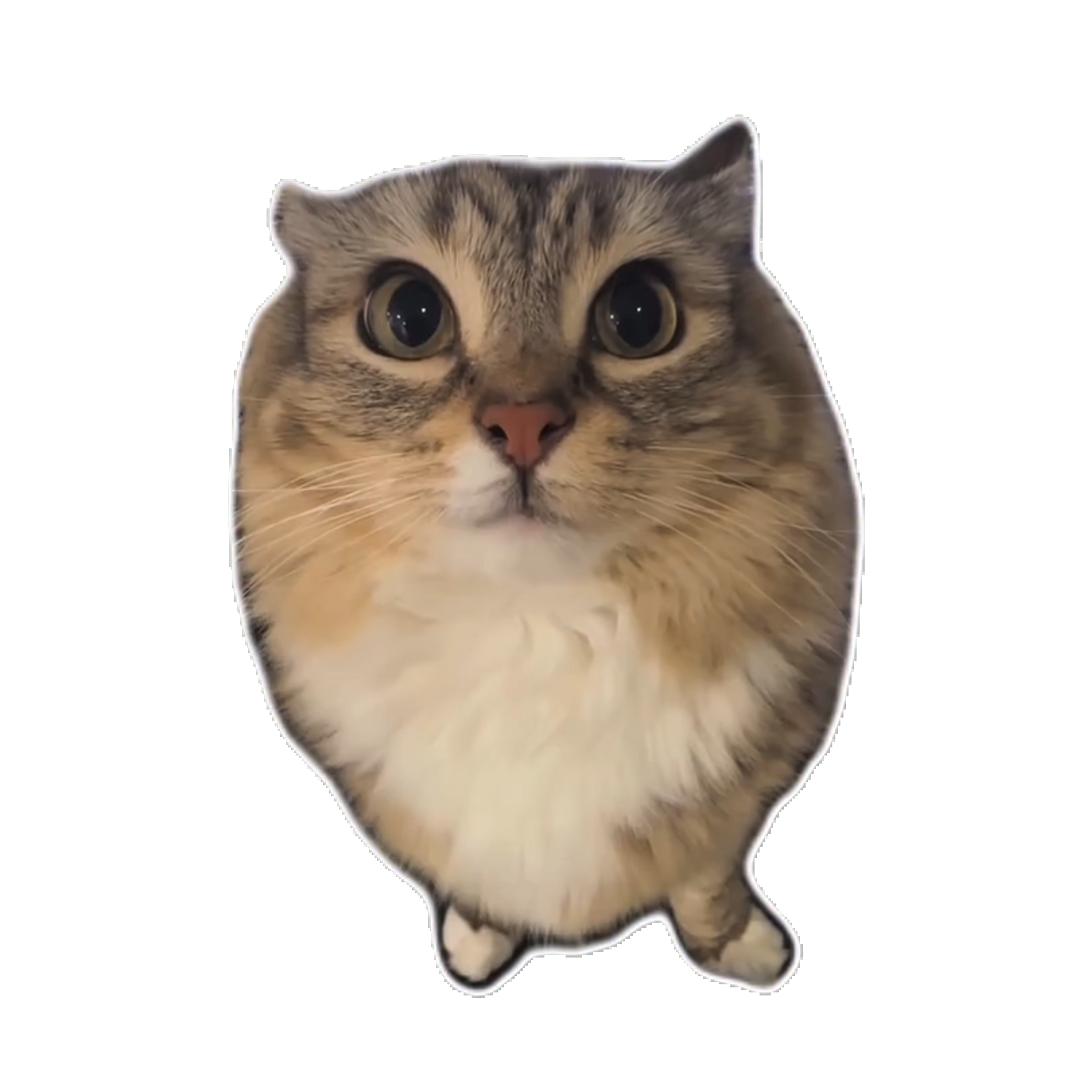 小奇的猫meme剧场