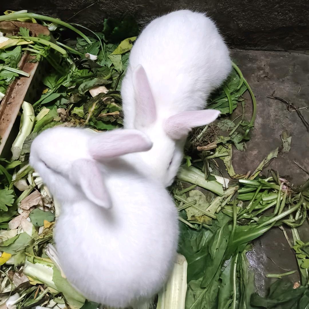 遂宁兰姐（75🐰）