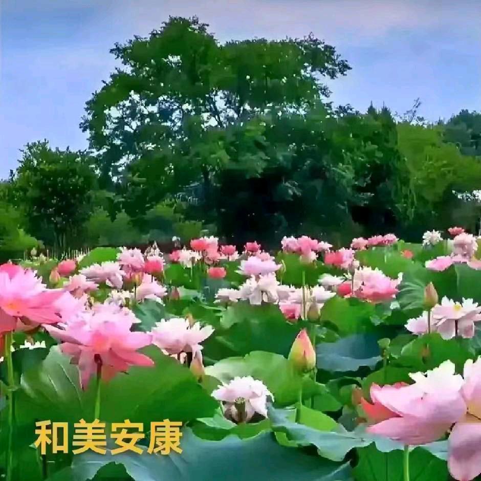 十五的月亮十六圆
