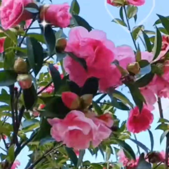 我心每一天