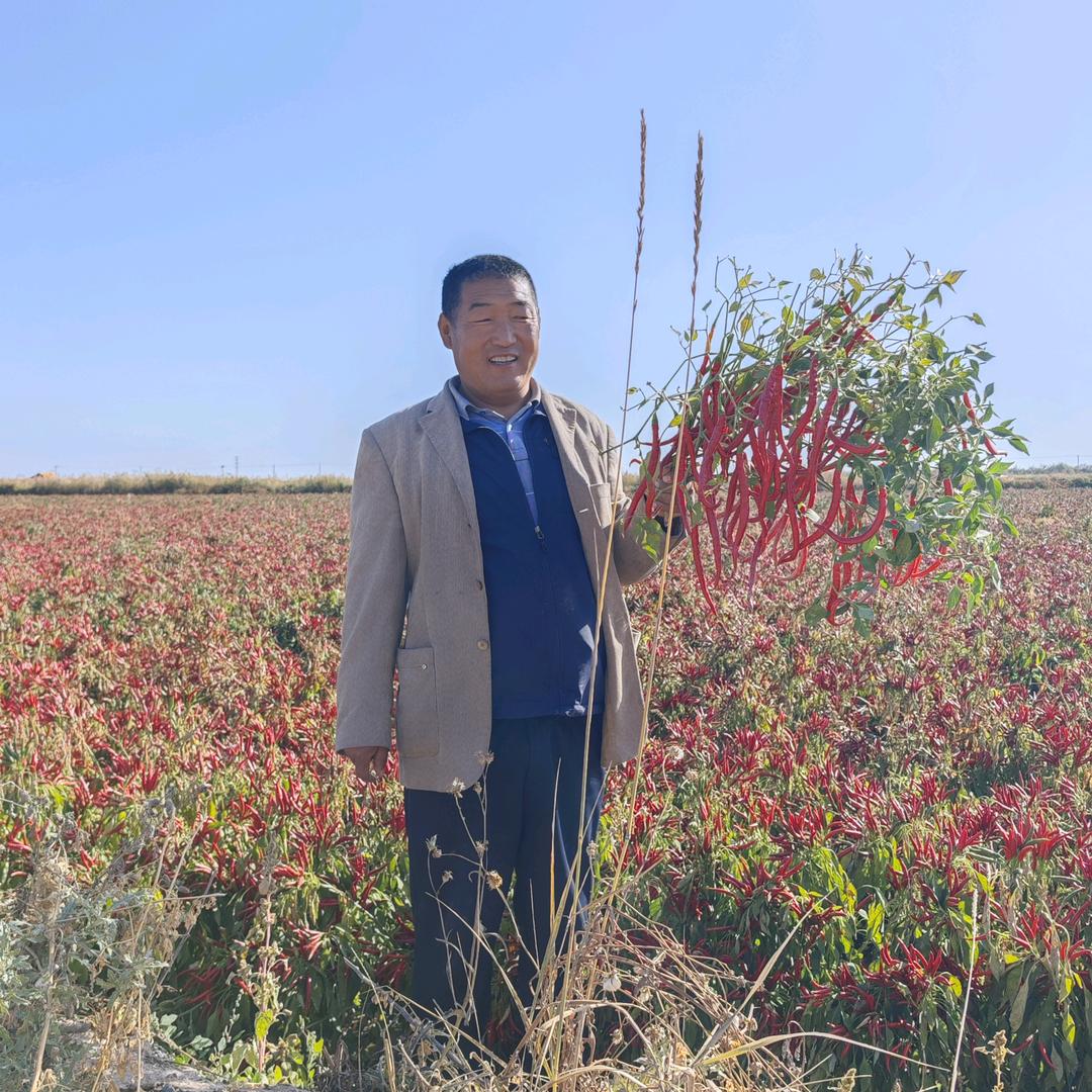 阿刁·是种地嘞