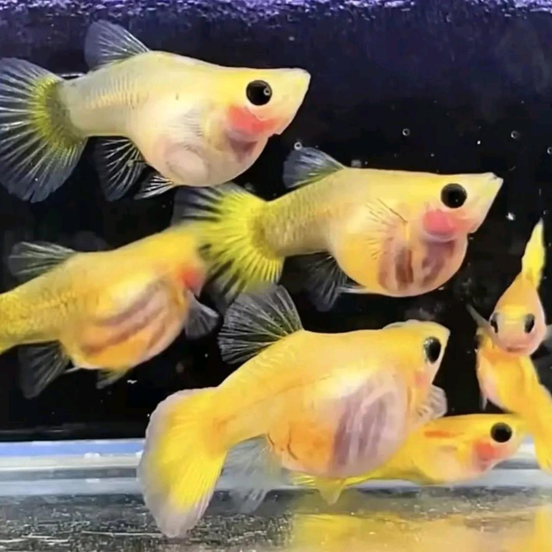 漂亮的鱼