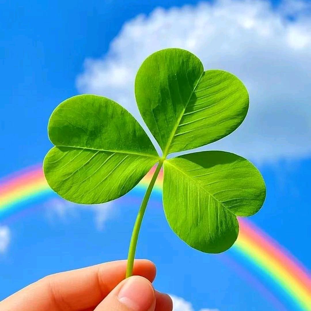 四叶草🍀