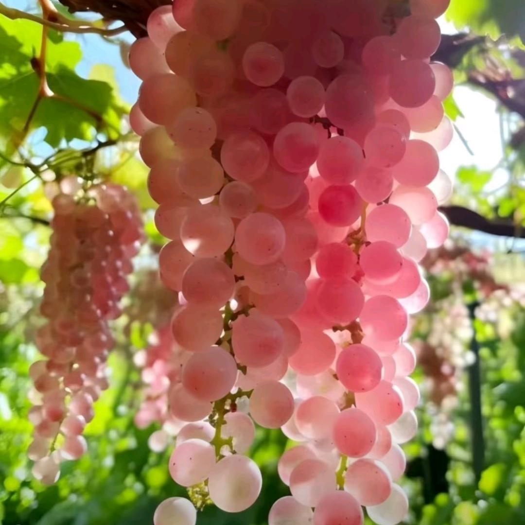 ≥﹏≤🌸