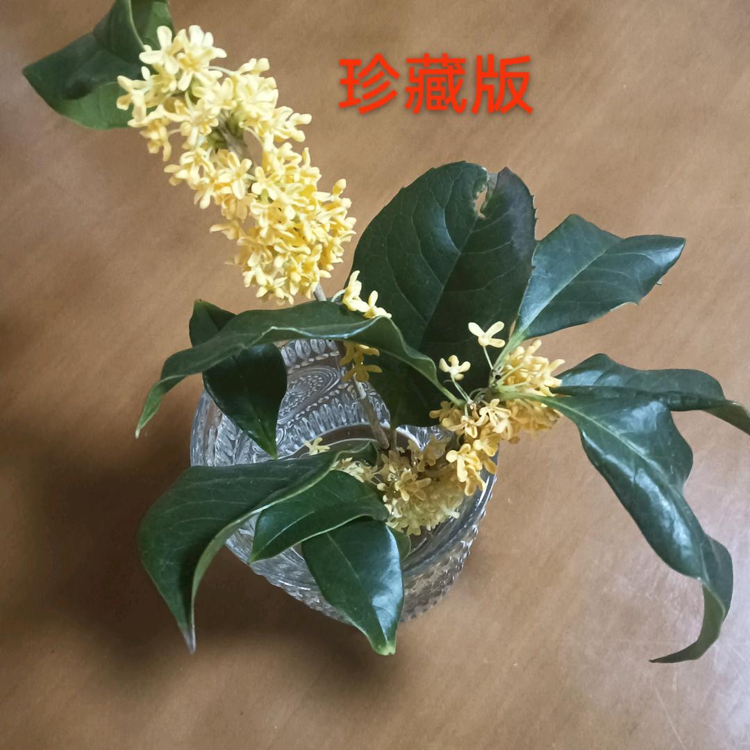 迷茫的D