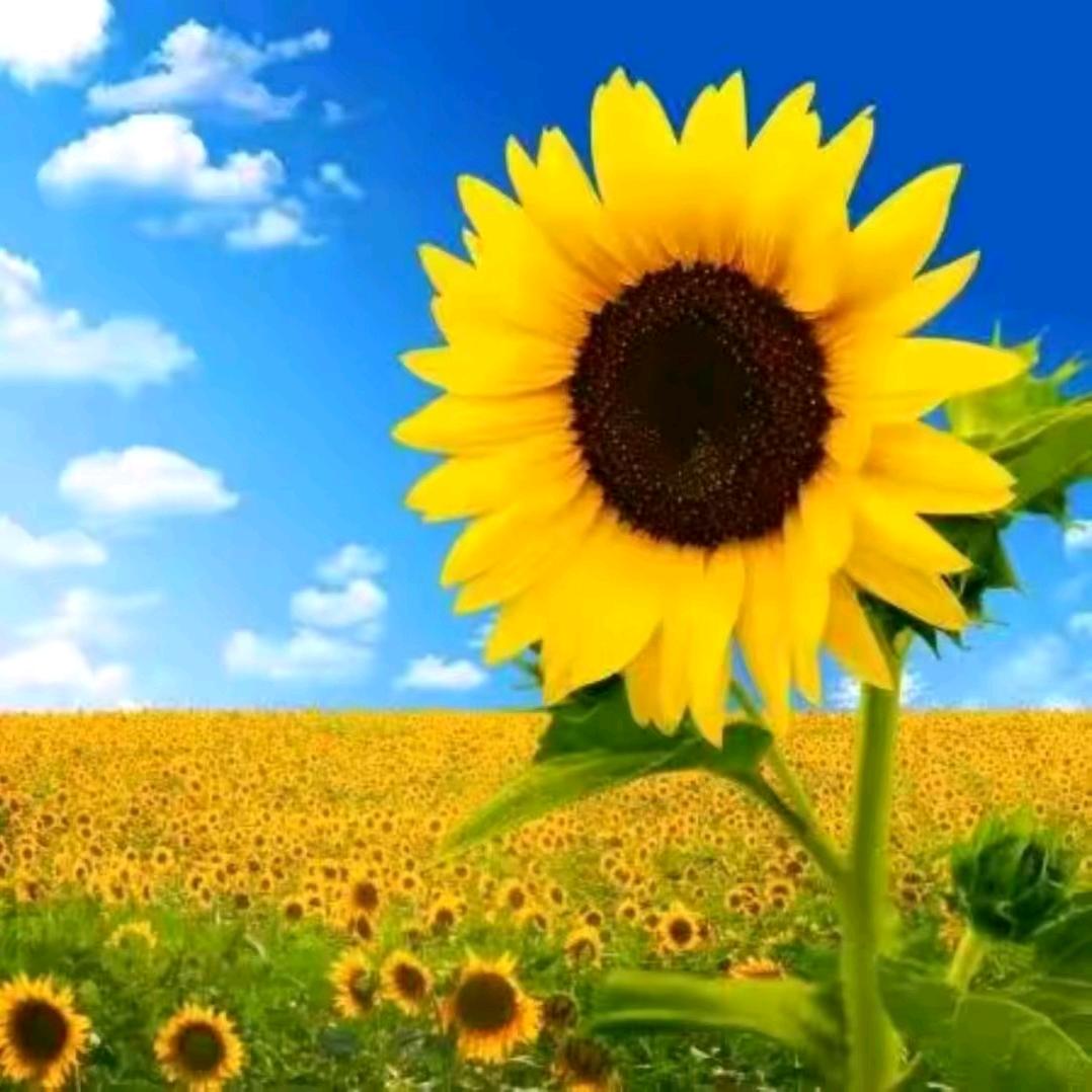 上善若水，在水一方